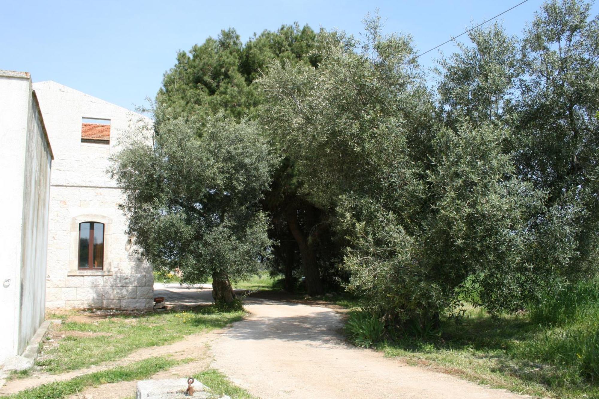 Gospodarstwo wiejskie Masseria La Luna Nel Pozzo *